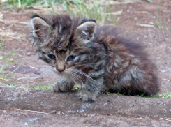Бездомная на глазах у детей убила котенка в центре Ростова 