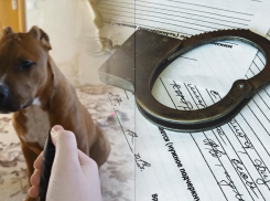 Маму 14-летнего живодера из Ростова привлекли к ответственности за плохое воспитание сына