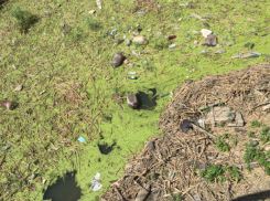 Жуткую грязь и вонь нашли в Ботаническом саду в Ростове городские активисты