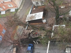 Не выдержав мучительной жизни в Ростове, два дерева душераздирающе рухнули замертво 