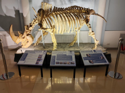 В Ростовском зоопарке появился настоящий скелет носорога с 3D рогами