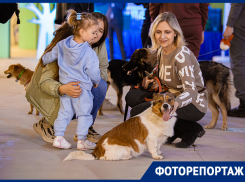 Шесть собак из ростовского приюта нашли любящих хозяев во время фестиваля «Дай лапу!»