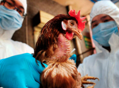В Ростовской области зафиксировали вспышку птичьего гриппа