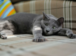 По-осеннему холодно: какая погода ждет ростовчан в воскресенье, 6 октября