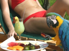 Девушка стала жертвой интернет-мошенника с «редким попугаем» в Батайске