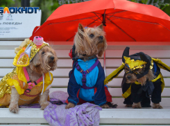 Дождь и сильный ветер ждут ростовчан 13 декабря