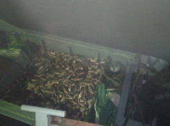 Уничтожавших все живое в акватории Таганрогского залива браконьеров поймали в Ростовской области