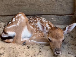 В парке «Лога» в Ростовской области родился 31 олененок с начала года 