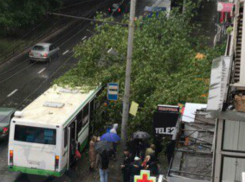 Огромное дерево обрушилось на дожидавшихся автобус людей у остановки в Ростове