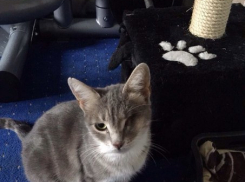 В Ростове подростки выстрелили из дробовика кошке в глаз