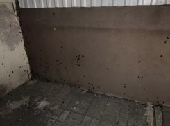 В центре Ростова жилой дом атаковали полчища тараканов