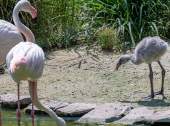 Впервые за 10 лет в ростовском зоопарке вылупились фламинго