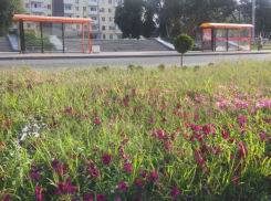 Заросшие «непроходимым» бурьяном цветочные клумбы вызвали негодование у жителей Ростова