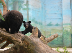 Гималайского медвежонка Юка можно увидеть в ростовском зоопарке