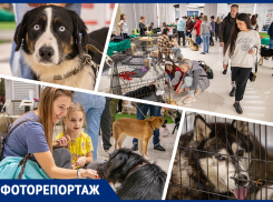 Им нужен дом, забота и ласка: в Ростове прошел добрый фестиваль животных
