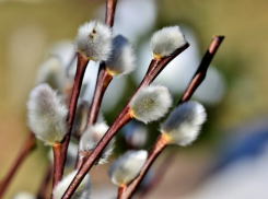 Стало известно, как будет ездить общественный транспорт в Вербное воскресенье