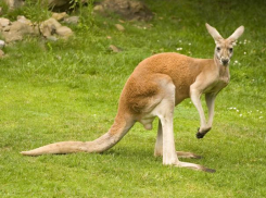 Кенгуру Беннета из Пензы поселилась в ростовском зоопарке