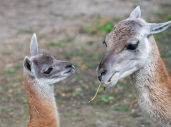 В ростовском зоопарке родился очаровательный малыш гуанако