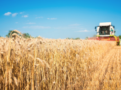 Зерно из Ростовской области начали поставлять в Мексику и Индонезию 