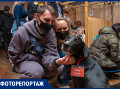 В Ростове-на-Дону прошел фестиваль бездомных животных 