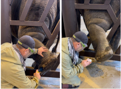 В Ростовском-на-Дону зоопарке рассказали, зачем делают педикюр слонам