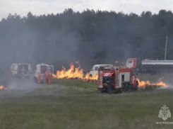 В лесах Ростовской области за год стало почти на треть больше пожаров