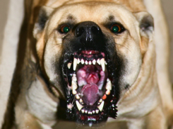 Агрессивный питбуль попытался загрызть своего хозяина во время прогулки в Ростове