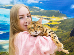 Пушистые и гладкошерстные: в Ростове открылась выставка котов и кошек необычных пород