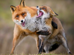 Сразу три бешеные лисицы попались на прицел охотникам в Ростовской области