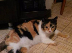 Выброшенная на улицу кошка лишилась лапы, попав в капкан