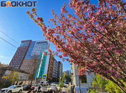 В Ростове 15 апреля потеплеет до +15 при облачной погоде и ветре