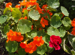 Лунный календарь садовода и огородника с 9 по 15 ноября