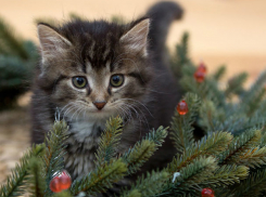 Новый год к нам мчится: как встретить самый сказочный день в году?