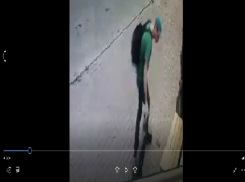 Наметившийся «выгулять без поводка» неживую собаку мужчина попал на видео в центре Ростова
