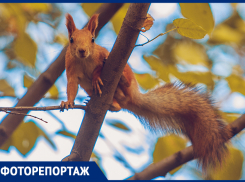 «Время гулять!»: яркие кадры золотой осени показал ростовский фотограф