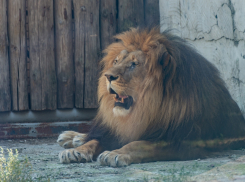 Ростовский зоопарк запланировал ремонт львятника за 70 млн рублей