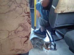 Невозмутимо спокойный кот-пассажир со вкусом прокатился в ростовской маршрутке