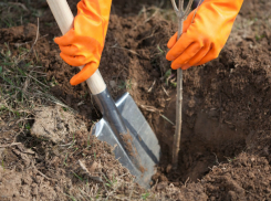 Ростовские общественники подвергли жесткой критике высадку деревьев в городе