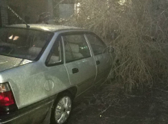 Обледенелое дерево рухнуло на припаркованные во дворе многоэтажки автомобили под Ростовом