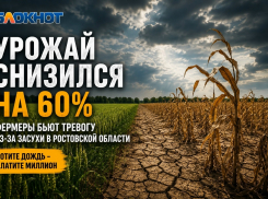 Урожай снизился на 60%: фермеры бьют тревогу из-за засухи в Ростовской области