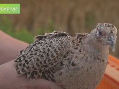 В Ростовской области в естественную среду обитания выпустили 100 молодых фазанов