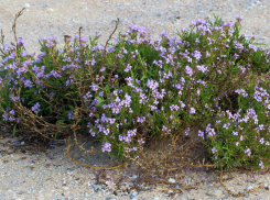 Вы знали, что в Ростовской области растет морская горчица?