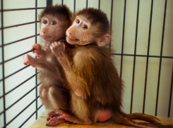 Отобранные у контрабандистов белые кенгуру и веселые обезьяны из Украины оказались в Ростовском зоопарке 