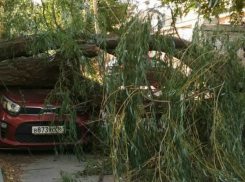 Обрушившаяся под напором сильного ветра старая ива раздавила автомобиль во дворе Ростова 