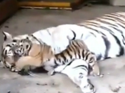 В День Тигра ростовский зоопарк показал ростовчанам новорожденного тигренка