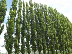 Донские депутаты намерены попросить федеральный центр поучаствовать в восстановлении лесополос