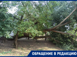 На территории ростовской школы №79 упало огромное дерево