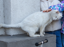 Карантин по бешенству частично ввели в Ростове