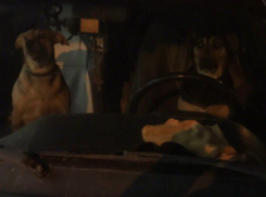 Усевшаяся за руль собака-автолюбительница со своим хвостатым пассажиром до слез рассмешили ростовчан