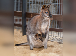 В парке «Лога» родился малыш у пары кенгуру